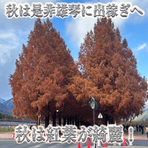 秋は是非雄琴に出稼ぎへ